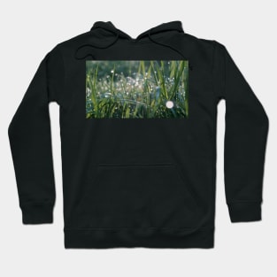 Grass Shining with Raindrops Hoodie